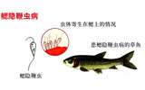 鳃隐鞭虫病