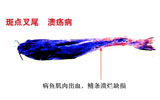 斑点叉尾鲴溃疡病