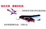 斑点叉尾鲴爱德华氏病