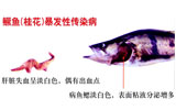 鳜鱼（桂花）