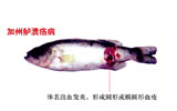 加州鲈溃疡病