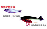 加州鲈肠炎病