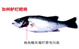 加州鲈烂鳃病