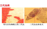 三代虫病