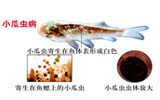 小瓜虫病