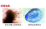 斜管虫病